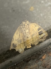 Euplagia quadripunctaria