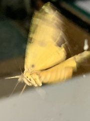 Euplagia quadripunctaria