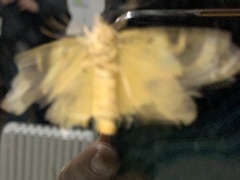 Euplagia quadripunctaria