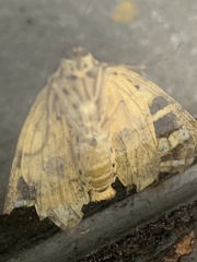 Euplagia quadripunctaria