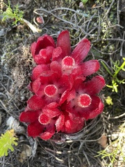 Aphytia (Aphyteia)