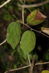 Grewia latifolia