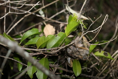 Loeseneriella barbata