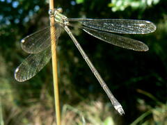 Lestes virgatus