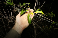 Loeseneriella barbata