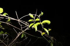 Loeseneriella barbata