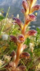 Orobanche pubescens