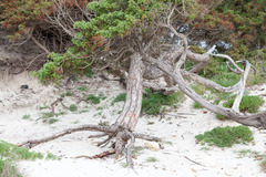 Juniperus macrocarpa