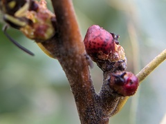 Callirhytis perditor