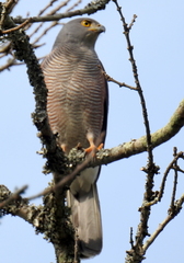 Accipiter tachiro tachiro