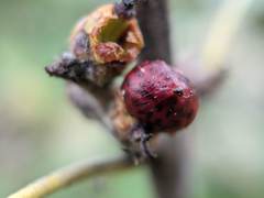 Callirhytis perditor