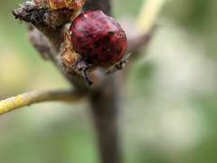 Callirhytis perditor