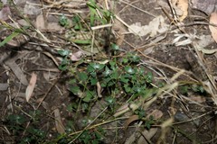 Chenopodium trigonon stellulatum