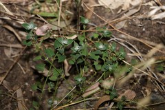 Chenopodium trigonon stellulatum