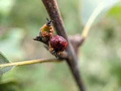 Callirhytis perditor