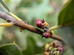 Callirhytis perditor