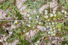 Juniperus macrocarpa