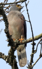 Accipiter tachiro tachiro