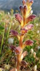 Orobanche pubescens