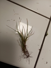 Festuca lemanii