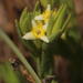Gnidia woodii - Photo (c) Robert Taylor, algunos derechos reservados (CC BY), subido por Robert Taylor