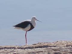 Cladorhynchus leucocephalus