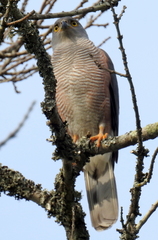 Accipiter tachiro tachiro