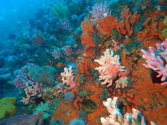 Stylaster nobilis