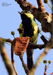 Machlolophus aplonotus