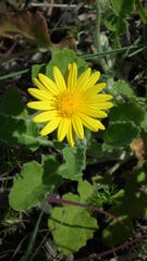 Arctotis arctotoides