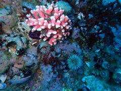 Stylaster nobilis