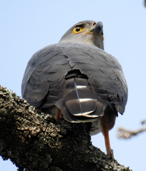 Accipiter tachiro tachiro