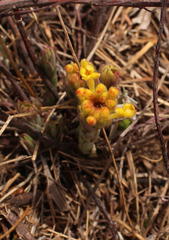 Lasiosiphon kraussianus kraussianus