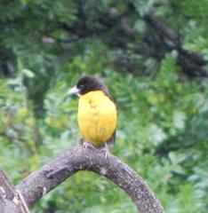 Ploceus bicolor bicolor