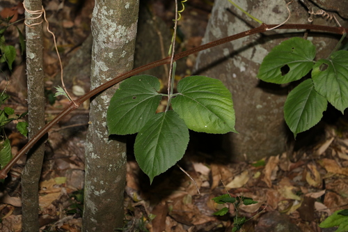 Cayratia acris · iNaturalist