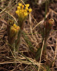 Lasiosiphon kraussianus kraussianus