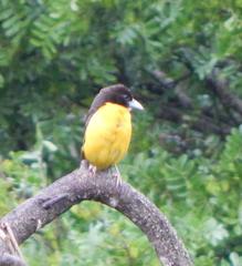 Ploceus bicolor bicolor