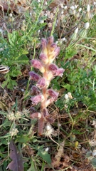 Orobanche pubescens