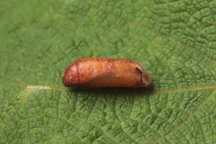 Sinthusa chandrana