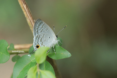 Sinthusa chandrana