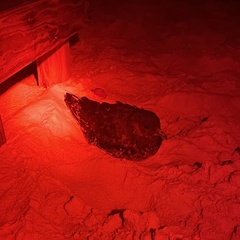 Stercorarius parasiticus