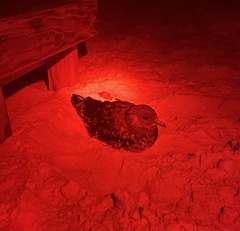 Stercorarius parasiticus