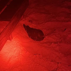 Stercorarius parasiticus