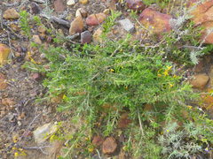 Psoralea uncinata