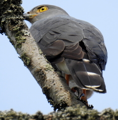 Accipiter tachiro tachiro
