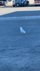 Larus delawarensis