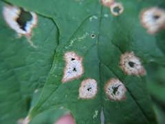 Acericecis ocellaris