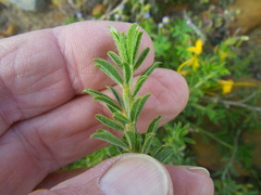 Psoralea uncinata