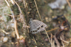 Ypthima lisandra