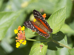 Anartia amathea